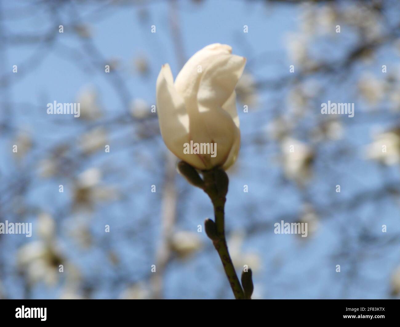 Ulipano Magnolia in fiore. Magnolia cinese x fiore soulangeana Foto Stock