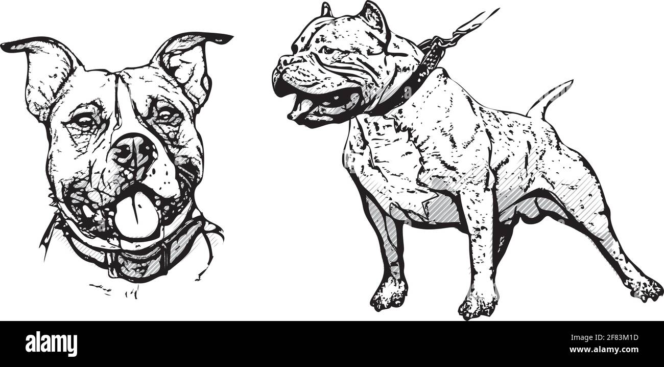 American Pitbull Terrier illustrazione su bianco Illustrazione Vettoriale
