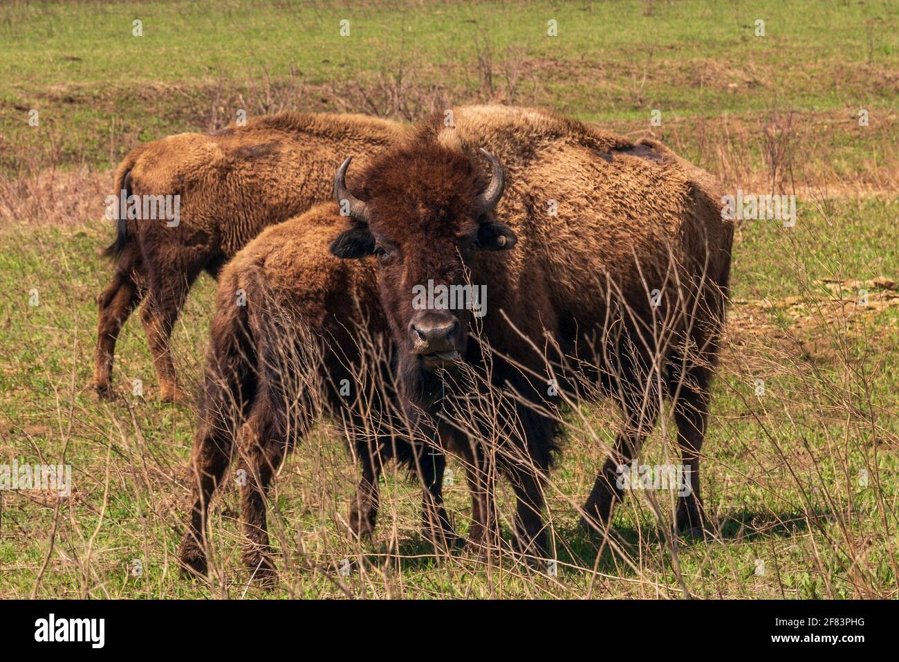 Bison alla riserva di Tall Grass Prairie Bison a Pawhuska, Oklahoma Foto Stock Bison alla riserva di Tall Grass Prairie Bison a Pawhuska, Oklahoma Foto Stock
