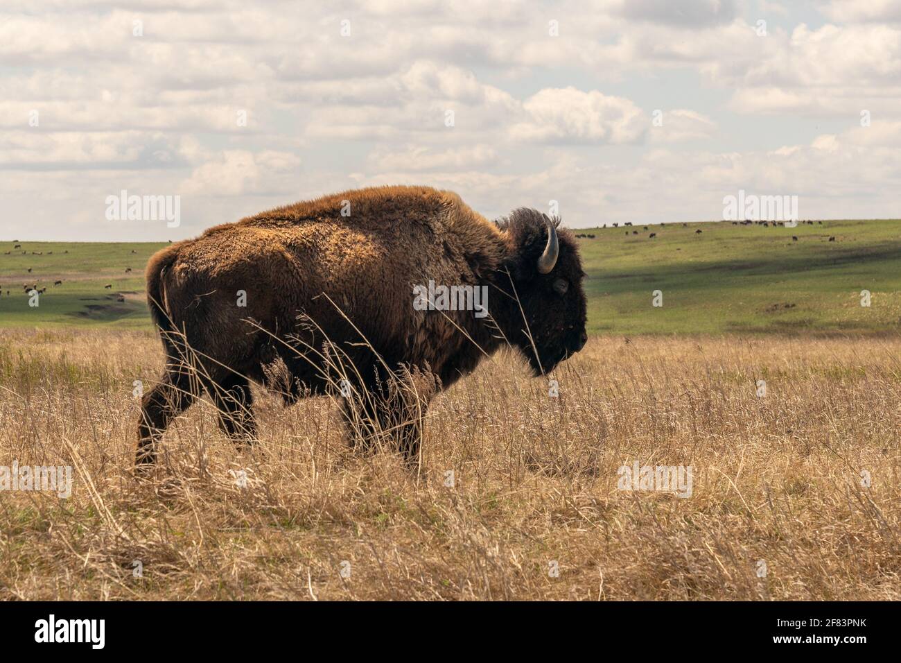 Bison alla riserva di Tall Grass Prairie Bison a Pawhuska, Oklahoma Foto Stock