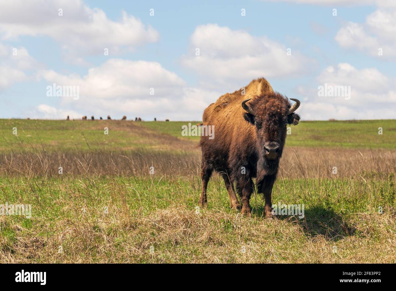Bison alla riserva di Tall Grass Prairie Bison a Pawhuska, Oklahoma Foto Stock Bison alla riserva di Tall Grass Prairie Bison a Pawhuska, Oklahoma Foto Stock