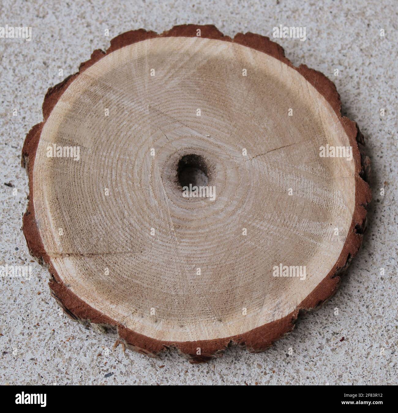 Fetta di legno di Sassafras, circa 4' di diametro. Foto Stock