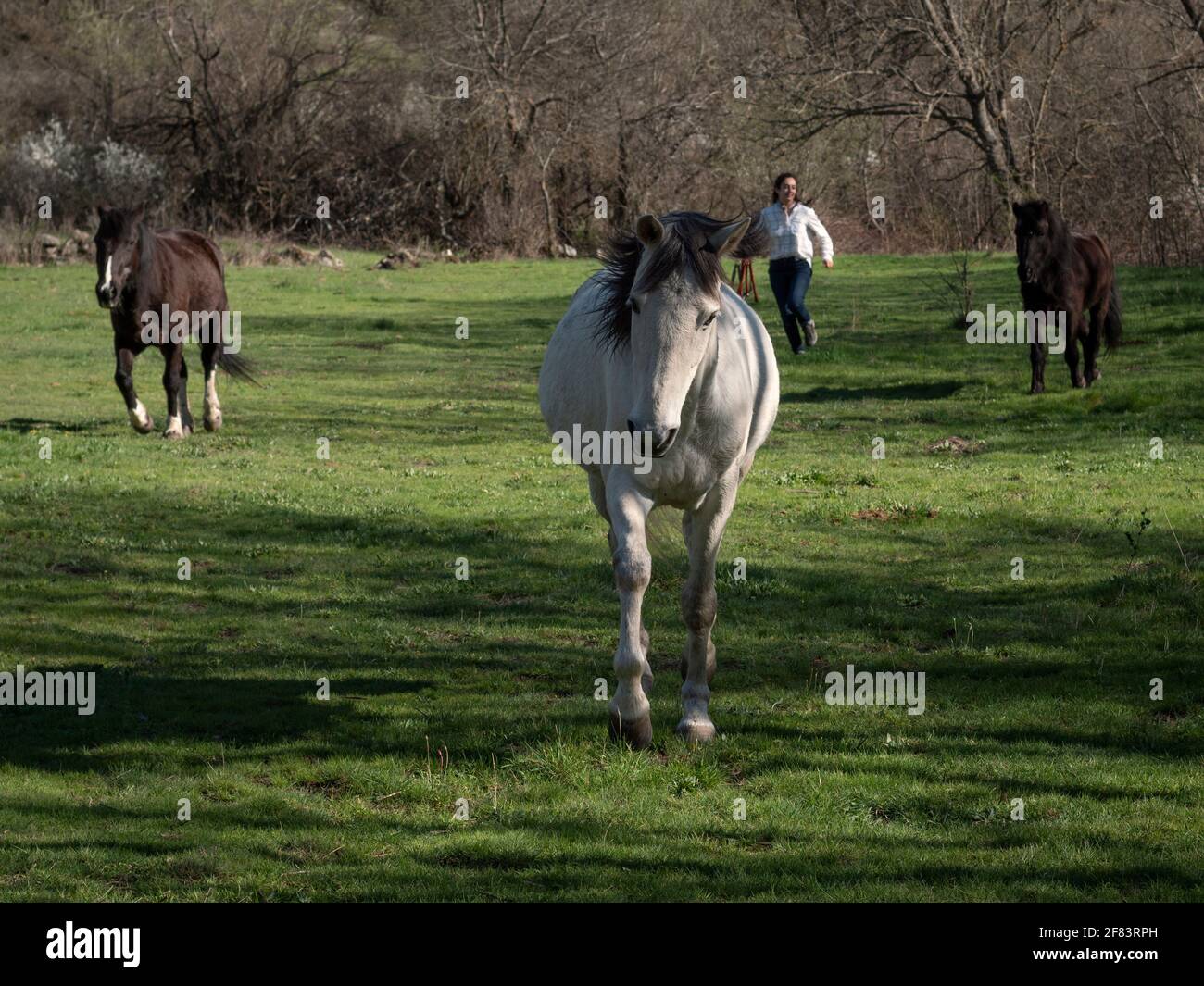 Pony galoppo in un prato verde lussureggiante e proprietario dietro. Foto Stock