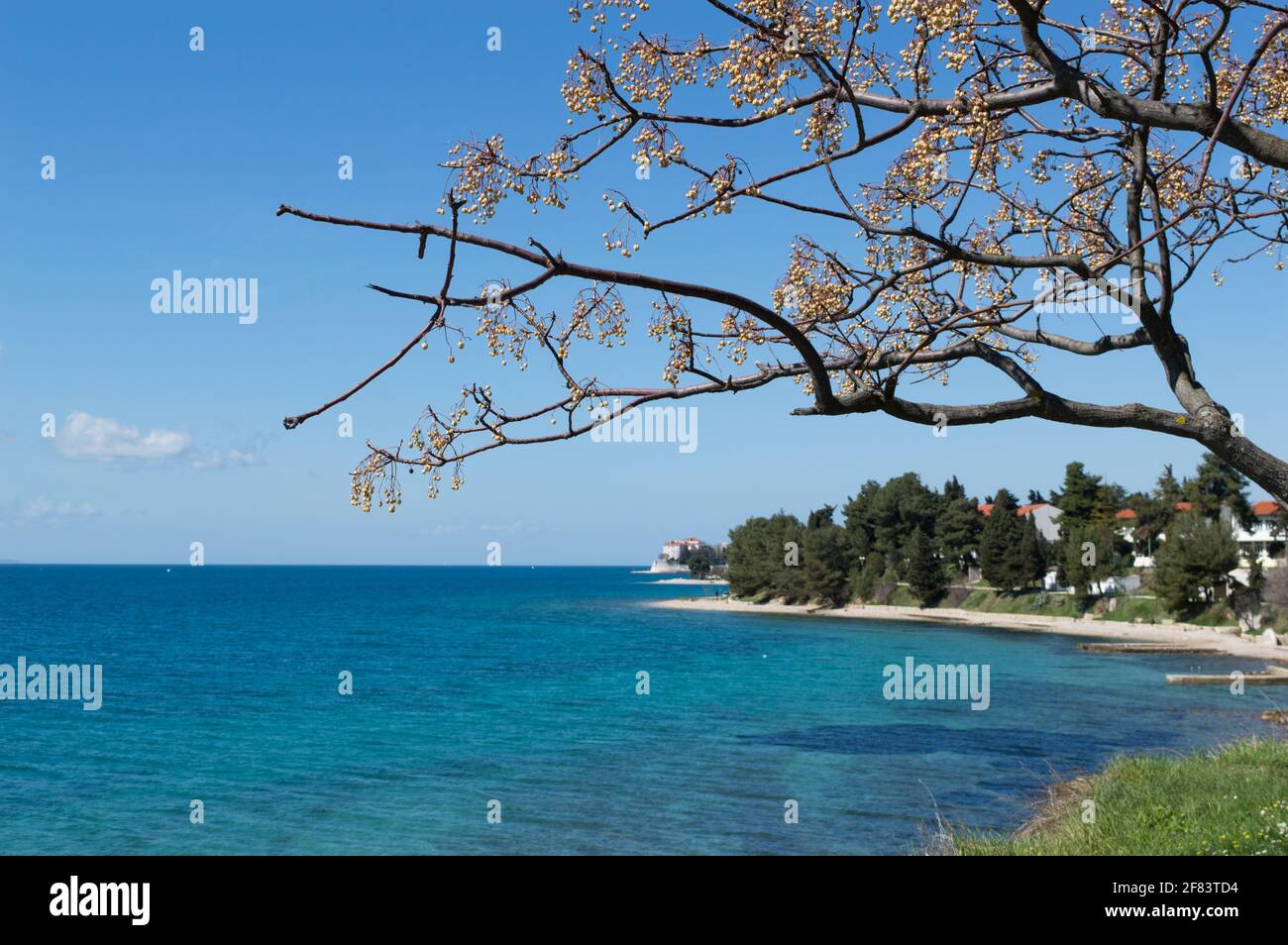 Rami di albero Melia azedarach noto come chinaberry tree e. Magnifica vista sul mare Adriatico e sulle spiagge di Zara Foto Stock