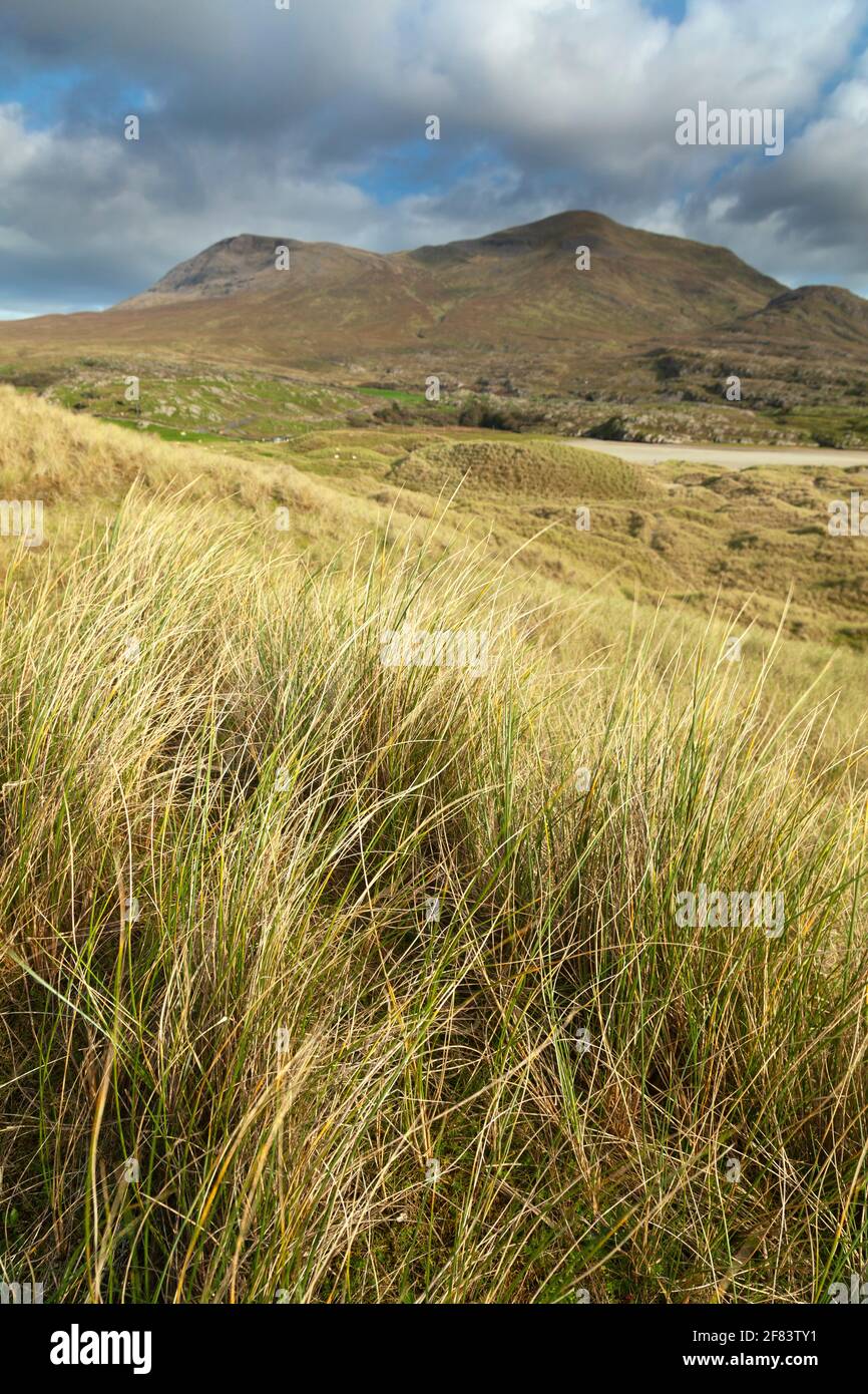 Trefolo d'argento e montagna Mweelrea sulla Wild Atlantic Way A Mayo in Irlanda Foto Stock