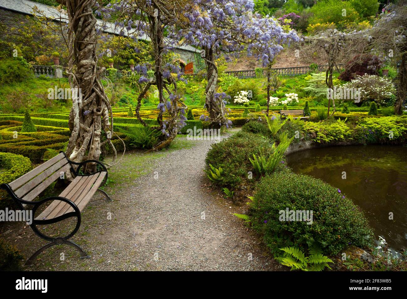 Glicine che cresce nei giardini in casa Bantry sul Wild Atlantic Way a West Cork in Irlanda Foto Stock