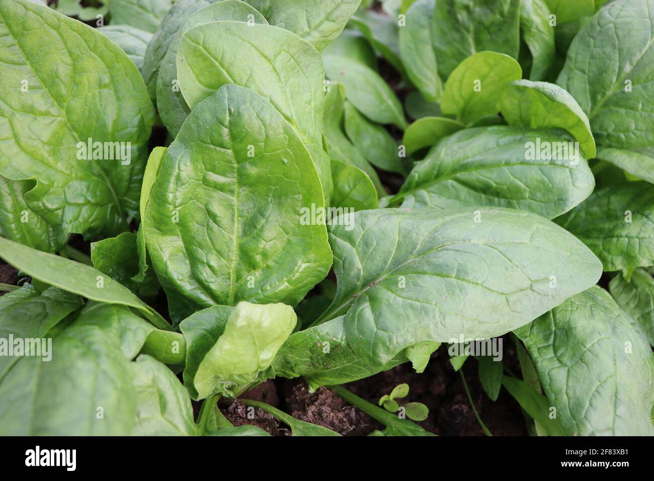 Foglie biologiche fresche di spinaci che crescono in giardino . Foto Stock
