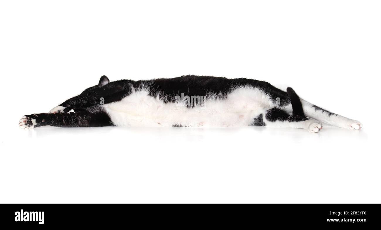 Cat disteso lateralmente. Sovrappeso grande gatto maschio bianco e nero in posizione rilassata ed esposta pancia mentre si tira la coda. Isolato su whit Foto Stock