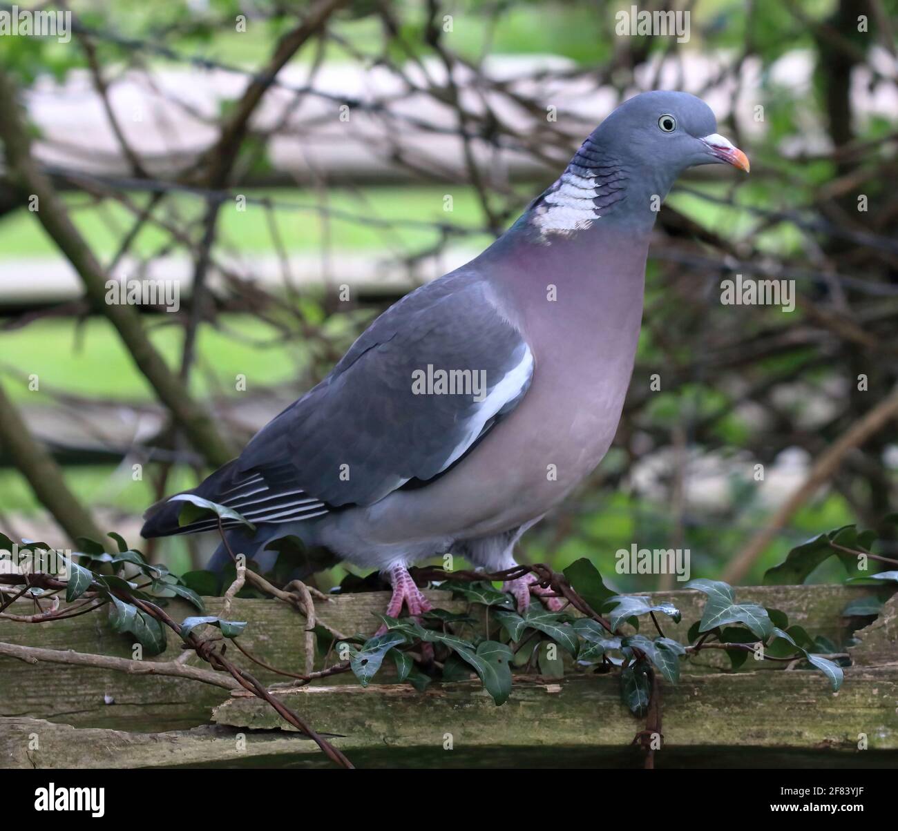 Woodpigeon comune (Columba palumbus) Foto Stock