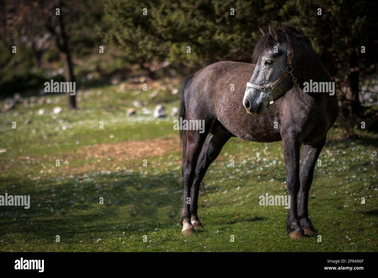 Il cavallo grigio va in campo il giorno d'estate. Ghiaiosa equina accanto alla foresta e le montagne. Sad Nag si trova in campagna. Cavallo triste. Foto Stock