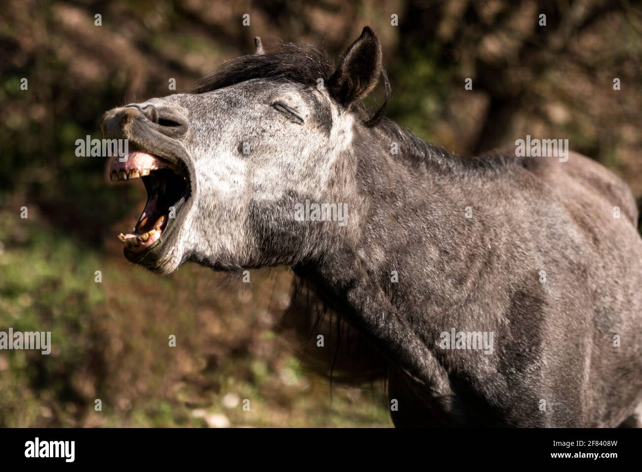 Horse Face Smile. Divertente testa di cavallo primo piano di giovane stallone sorridente e ridendo con i denti grandi. Foto Stock
