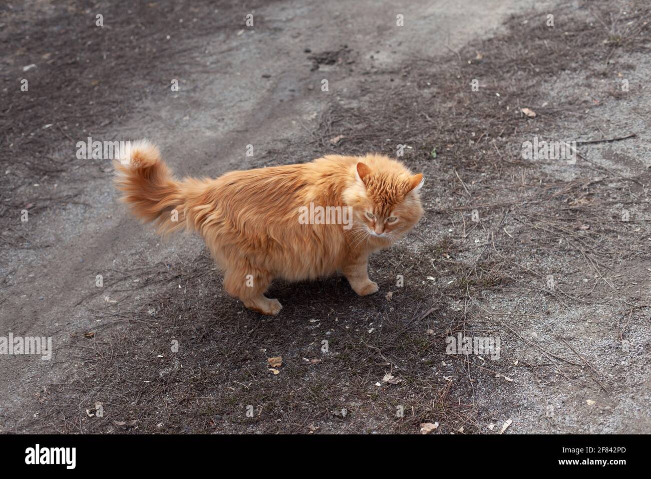 Un gatto di zenzero vagato che si trova fuori su sporcizia e si guarda intorno. Foto Stock