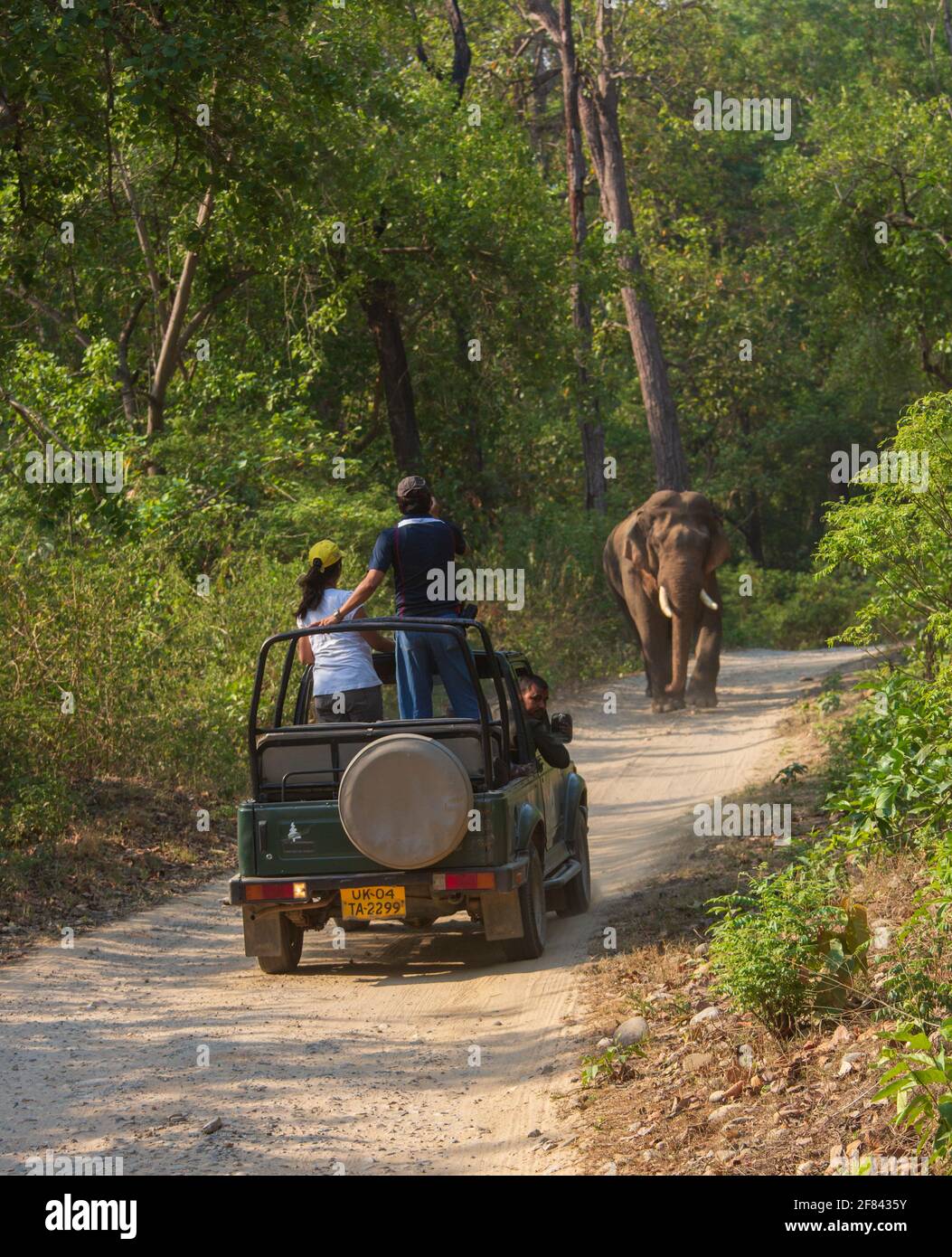I turisti scattano foto di elefante selvatico da un safari aperto Veicolo nel Parco Nazionale di Corbett (India) Foto Stock