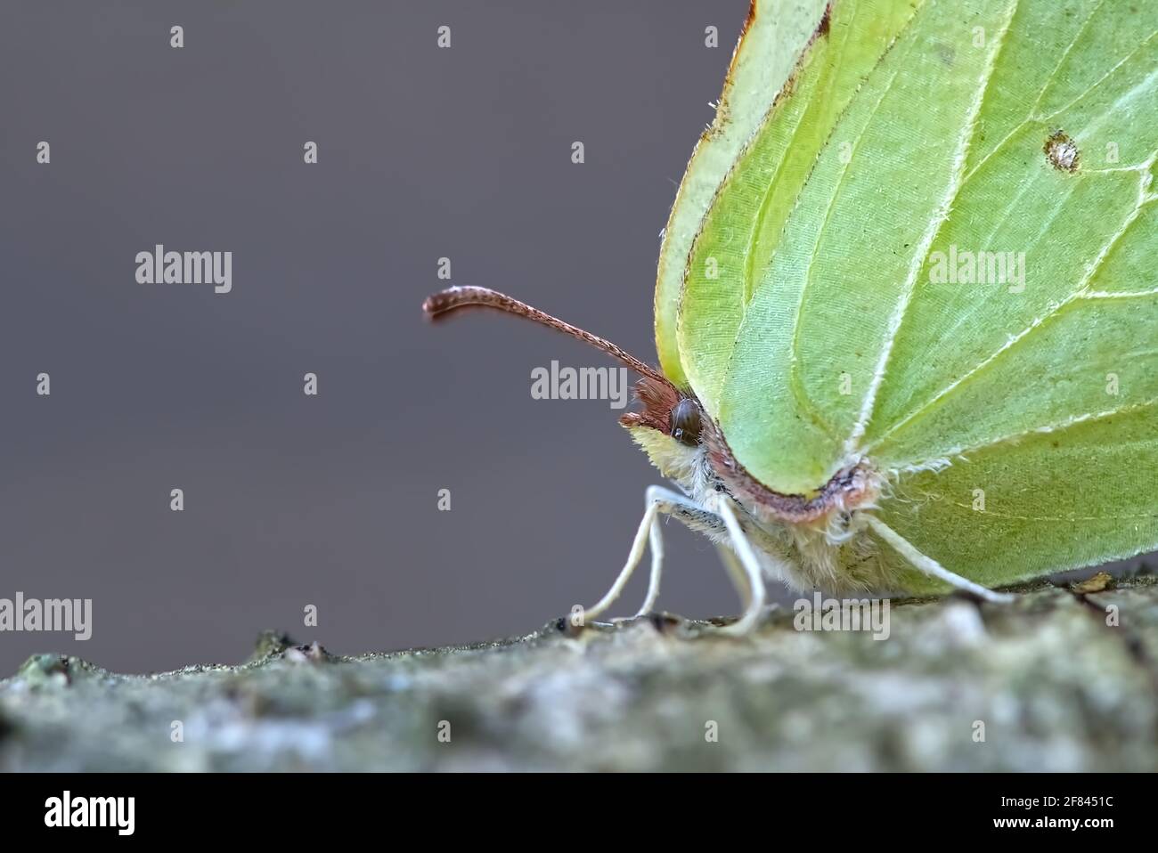 Gonepteryx cleopatra. Farfalla verde cleopatra seduta su un ramo di betulla, primo piano. Foto Stock