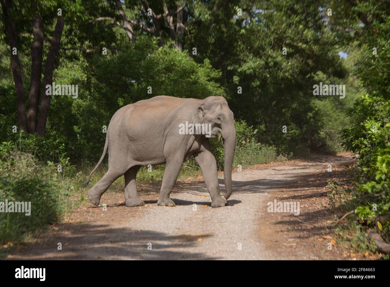 Un elefante che attraversa la strada di fango nel Parco Nazionale di Corbett (Italia) Foto Stock
