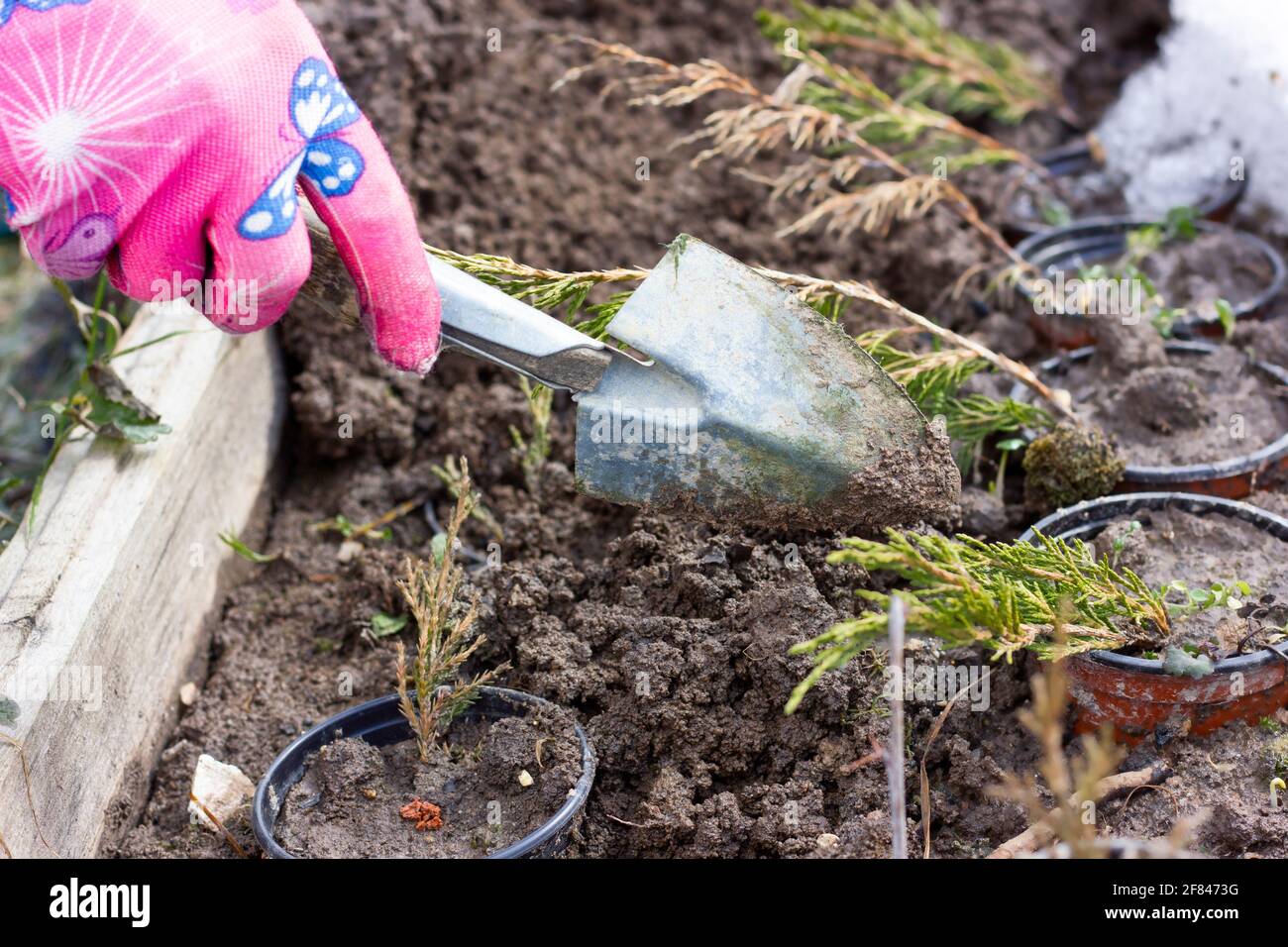 ginepro di piantatura. Lavori stagionali in giardino. Arbusto giovane decorativo. Concetto di giardinaggio. Foto Stock