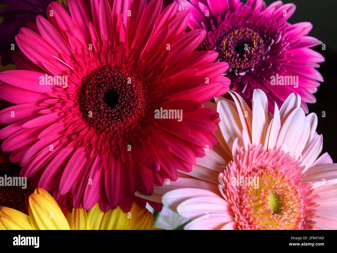 Gerbera fiori, piante naturali fresche da vicino. Bouquet floreale di fiori viola, rosa e rosso. Bellissimo motivo colorato con petali di fiore closeu Foto Stock