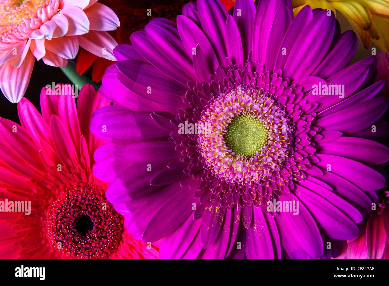 Gerbera fiori, piante naturali fresche da vicino. Bouquet floreale di fiori viola, rosa e rosso. Bellissimo motivo colorato con petali di fiori margherita Foto Stock