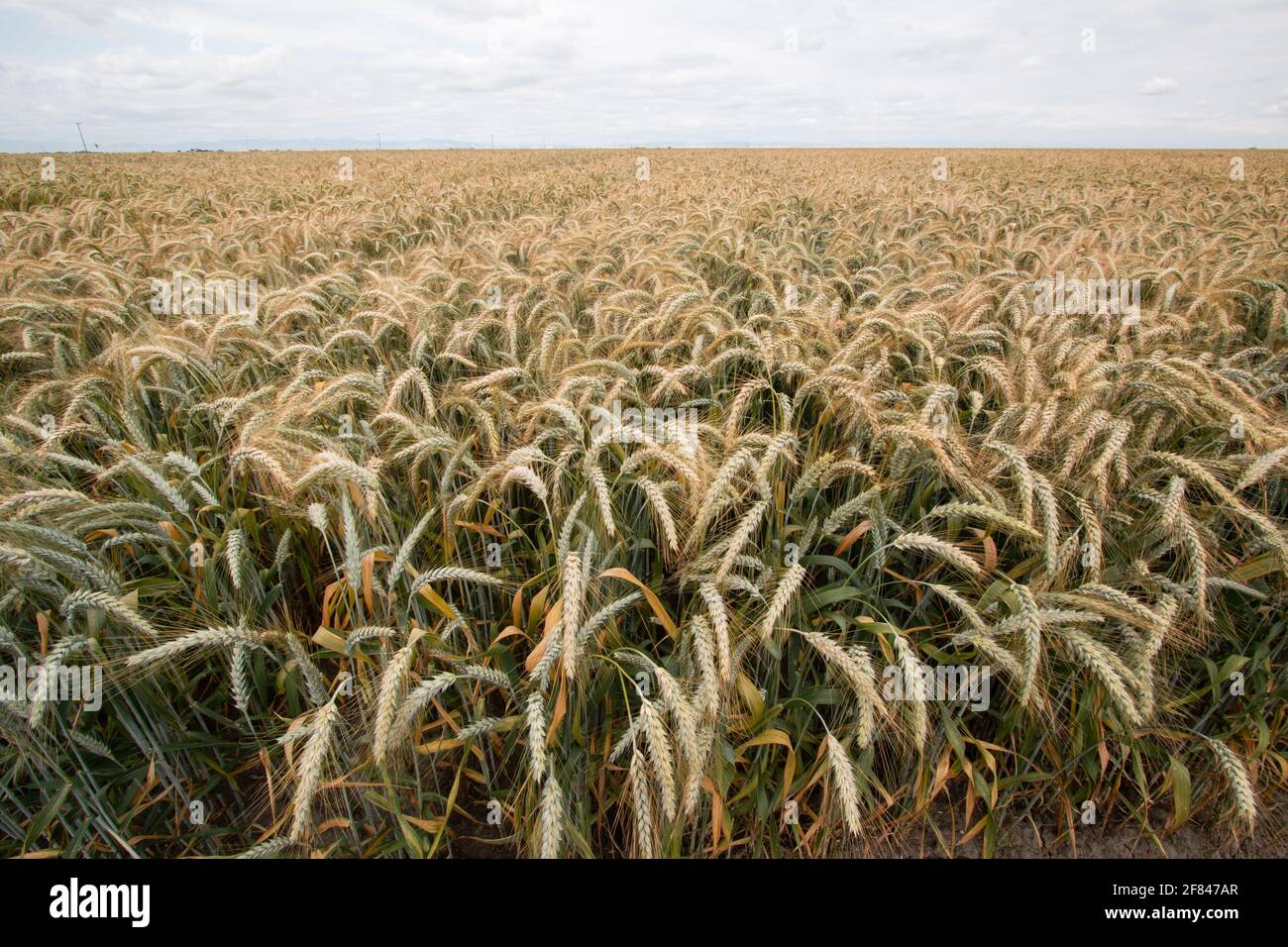 Frumento, Tritcale, colture commerciali, terreni agricoli privati, irrigati, San Joaquin Valley, Los Banos, Merced County, California Foto Stock