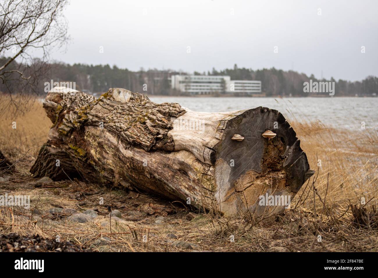 Tronco d'albero con polipori o funghi a mensola nel distretto di Munkkiniemi di Helsinki, Finlandia Foto Stock