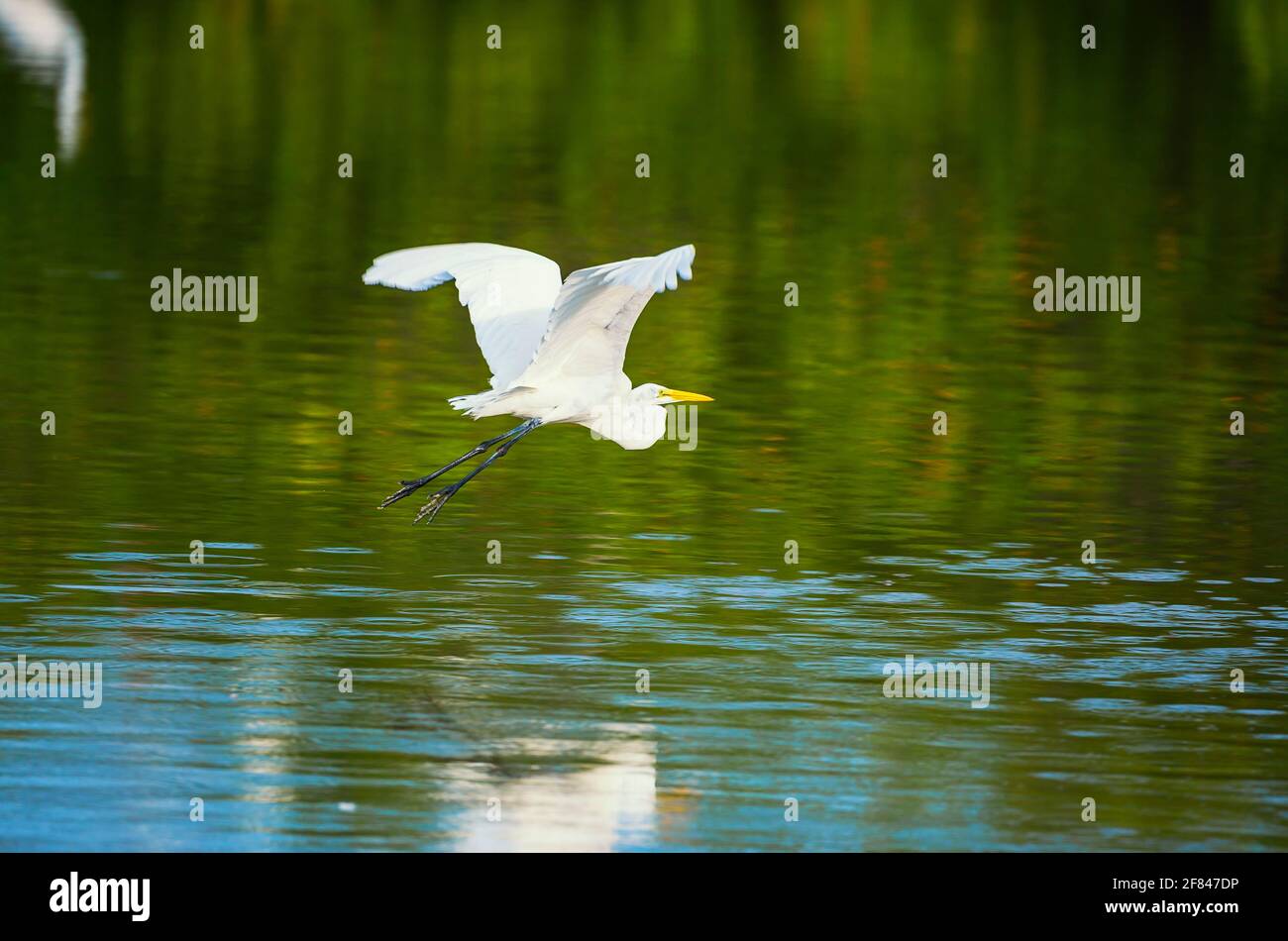 Grande garzetta bianca (Ardea alba) in volo, Sanibel Island, J.N. Ding Darling National Wildlife Refuge, Florida, USA Foto Stock