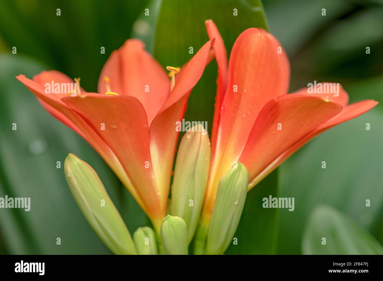 Rosso-arancio fiore di cricca miniata fiore in giardino botanico. Foto Stock
