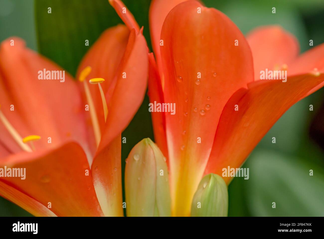 Rosso-arancio fiore di cricca miniata fiore in giardino botanico. Foto Stock