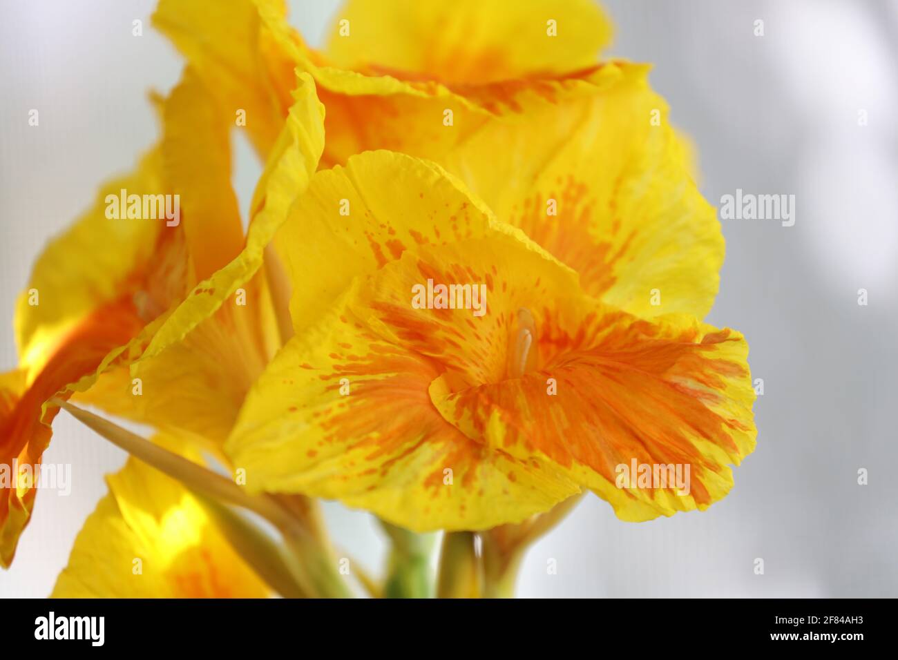 Primo piano di fiori gialli in fiore di Re Humbert canna Liliy Foto Stock