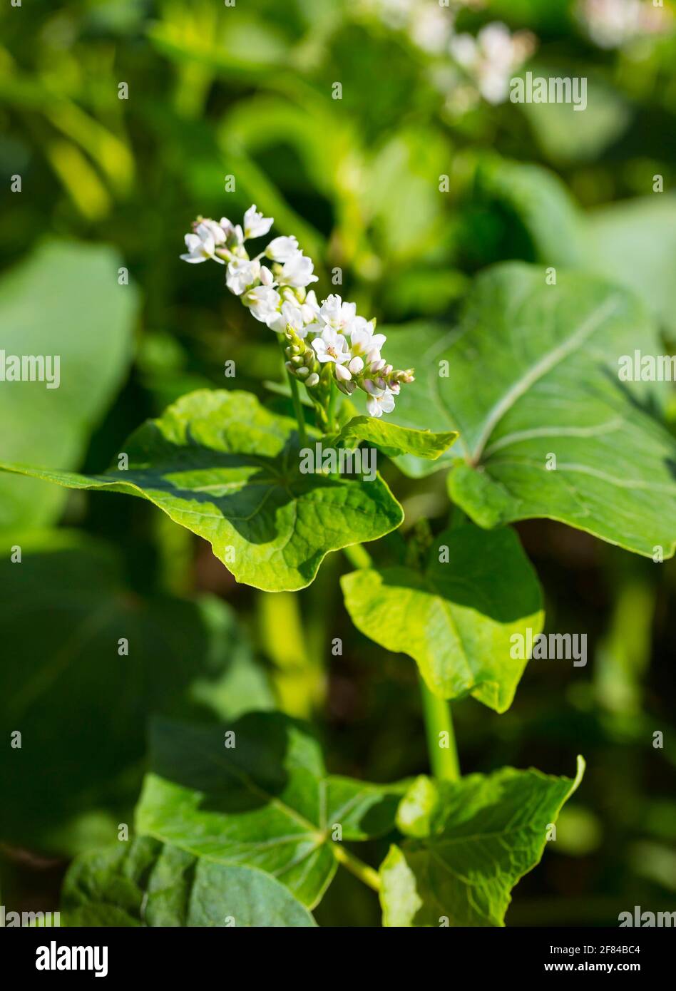 Grano saraceno (Fagopyrum esculentum) in fiore, Sassonia, Germania Foto Stock