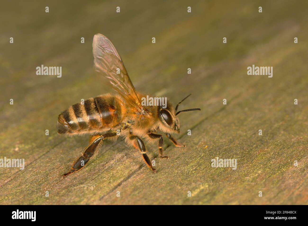 L'ape di miele (Apis mellifera), l'ape di miele occidentale, un lavoratore di fronte all'alveare, Siegerland, Renania settentrionale-Vestfalia, Germania Foto Stock