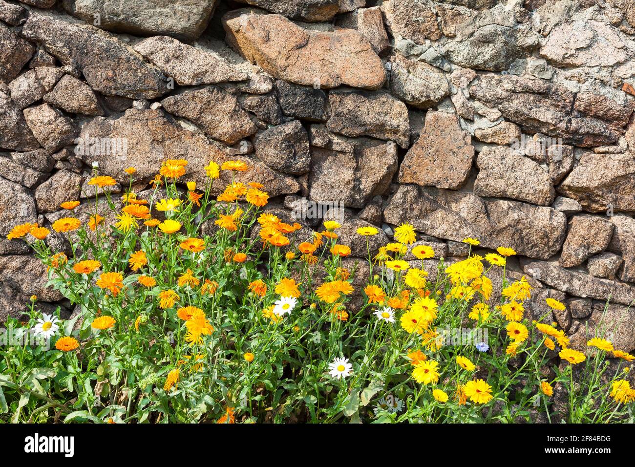 Marigolds (Calendula officinalis) in fiore su un muro di pietra, Sassonia, Germania Foto Stock