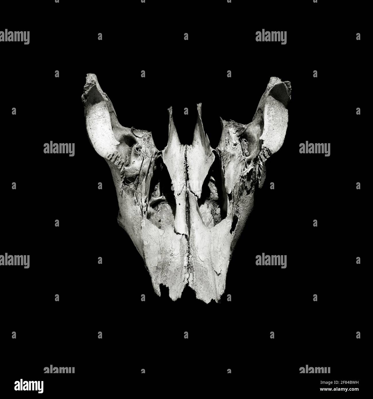 Immagine quadrata di un cranio isolato su nero. Cranio di una mucca in bianco e nero. Foto Stock