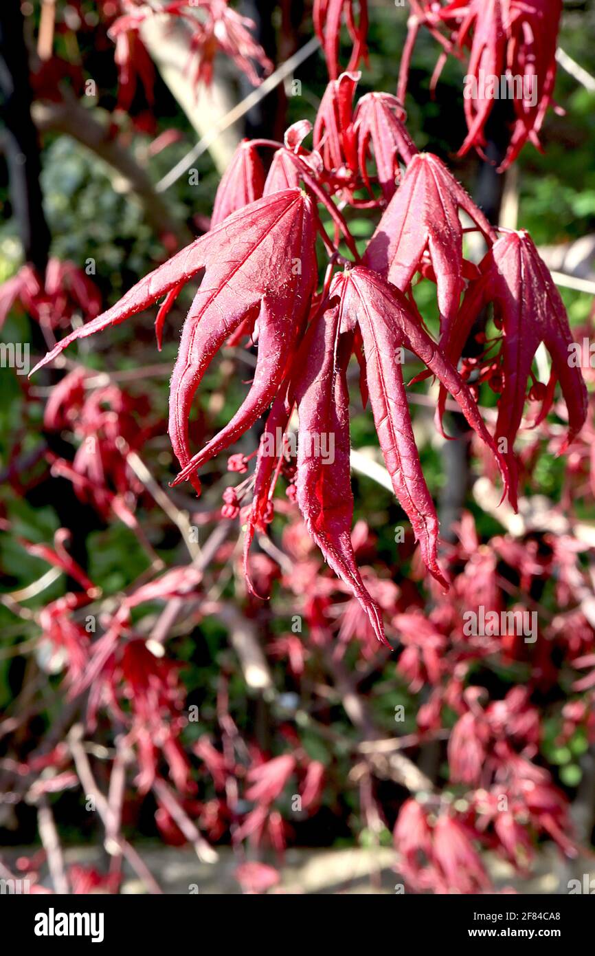 Acer palmatum 'Trompenburg' acero giapponese Trompenburg – foglie in acero  rosso porpora, aprile, Inghilterra, Regno Unito Foto stock - Alamy