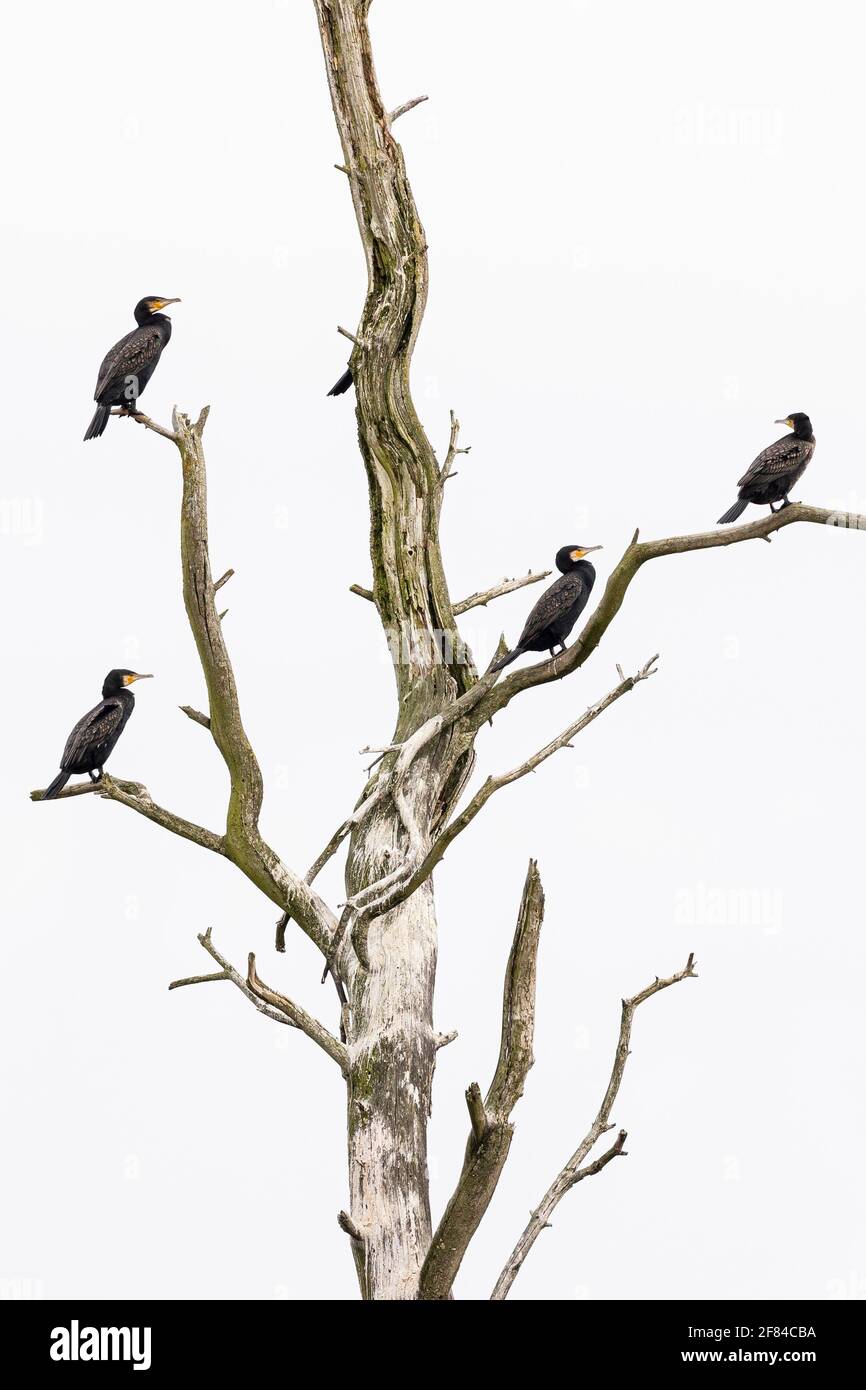 Grande cormorano (Phalacrocorax carbo), uccelli di riposo su un albero morto, Anklamer Stadtbruch riserva naturale, Anklam, Meclemburgo-Pomerania occidentale Foto Stock