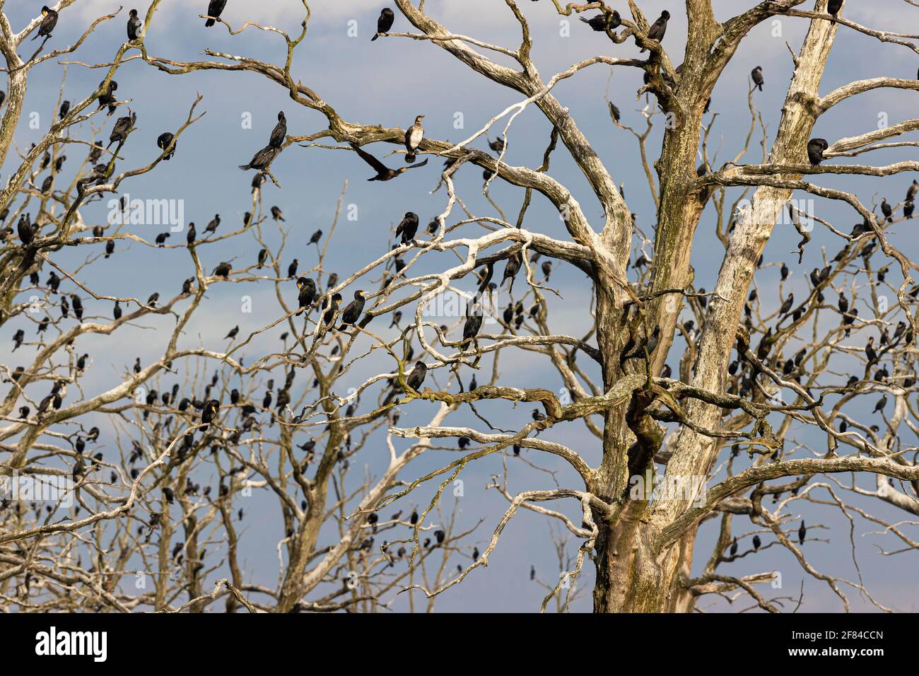 Grande cormorano (Phalacrocorax carbo), uccelli di riposo su alberi morti, Anklamer Stadtbruch riserva naturale, Anklam, Meclemburgo-Pomerania occidentale, Germania Foto Stock