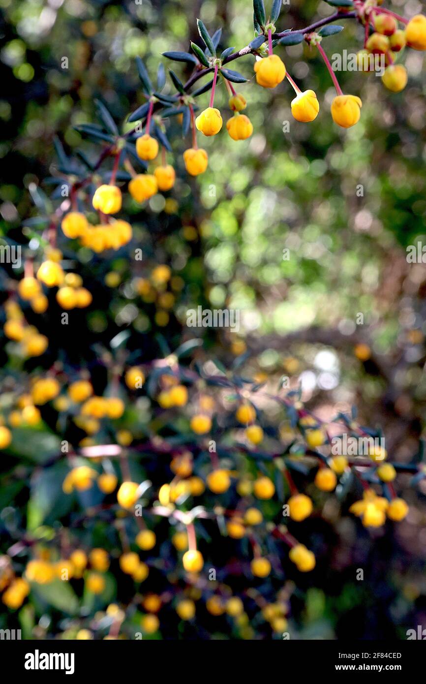 Berberis x stenophylla barberry dorato – piccoli fiori arancioni e piccole foglie di chioma, aprile, Inghilterra, Regno Unito Foto Stock