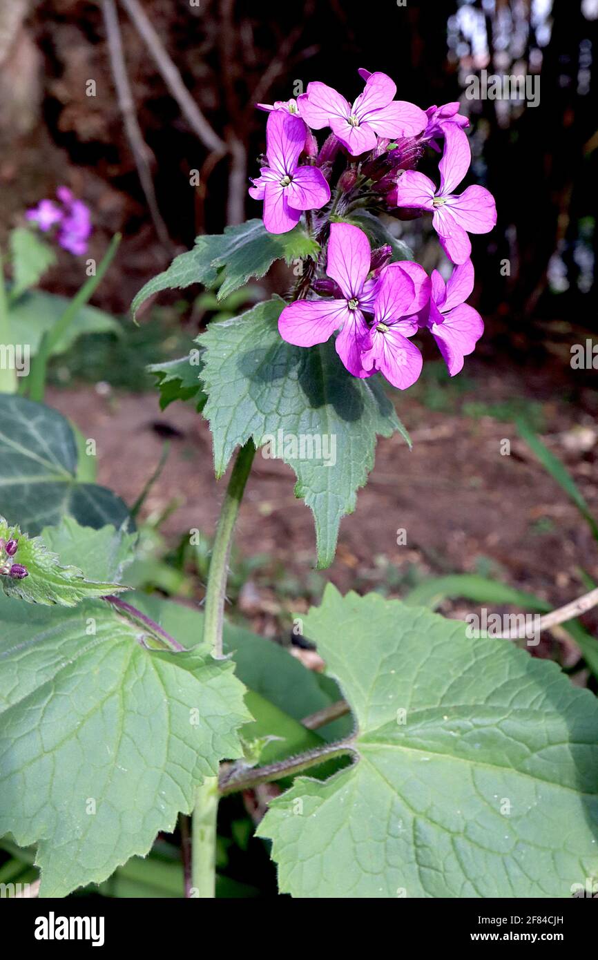 Lunaria annua ‘Munstead Purple’ onestà comune Munstead Purple – fiori rosa porpora e grandi foglie a forma di cuore, aprile, Inghilterra, Regno Unito Foto Stock