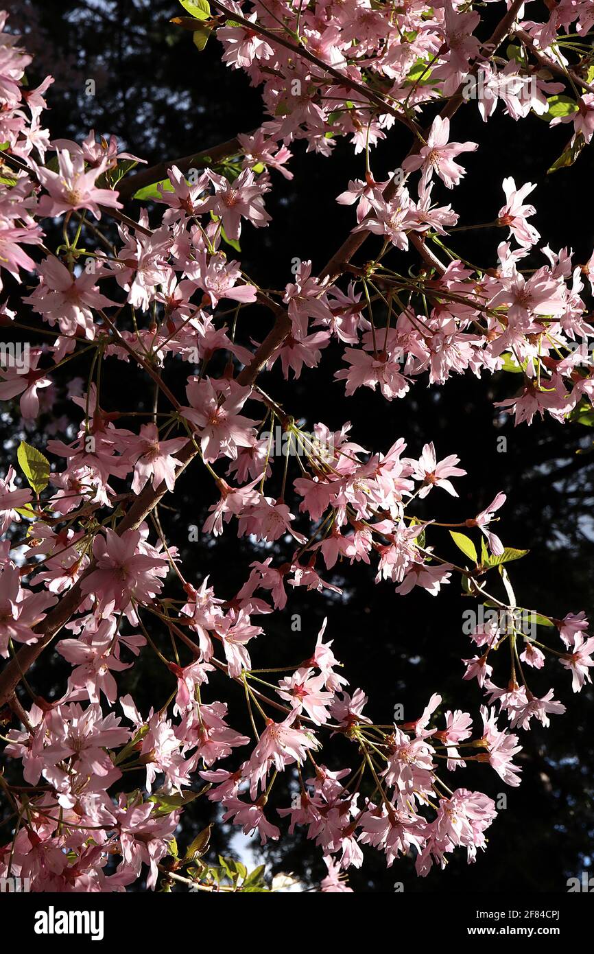 Prunus x subhirtella ‘autumnalis Rosea’ ciliegia a fiore invernale – fiori rosa a guscio semi-doppio e foglie verdi fresche, aprile, Inghilterra, Regno Unito Foto Stock