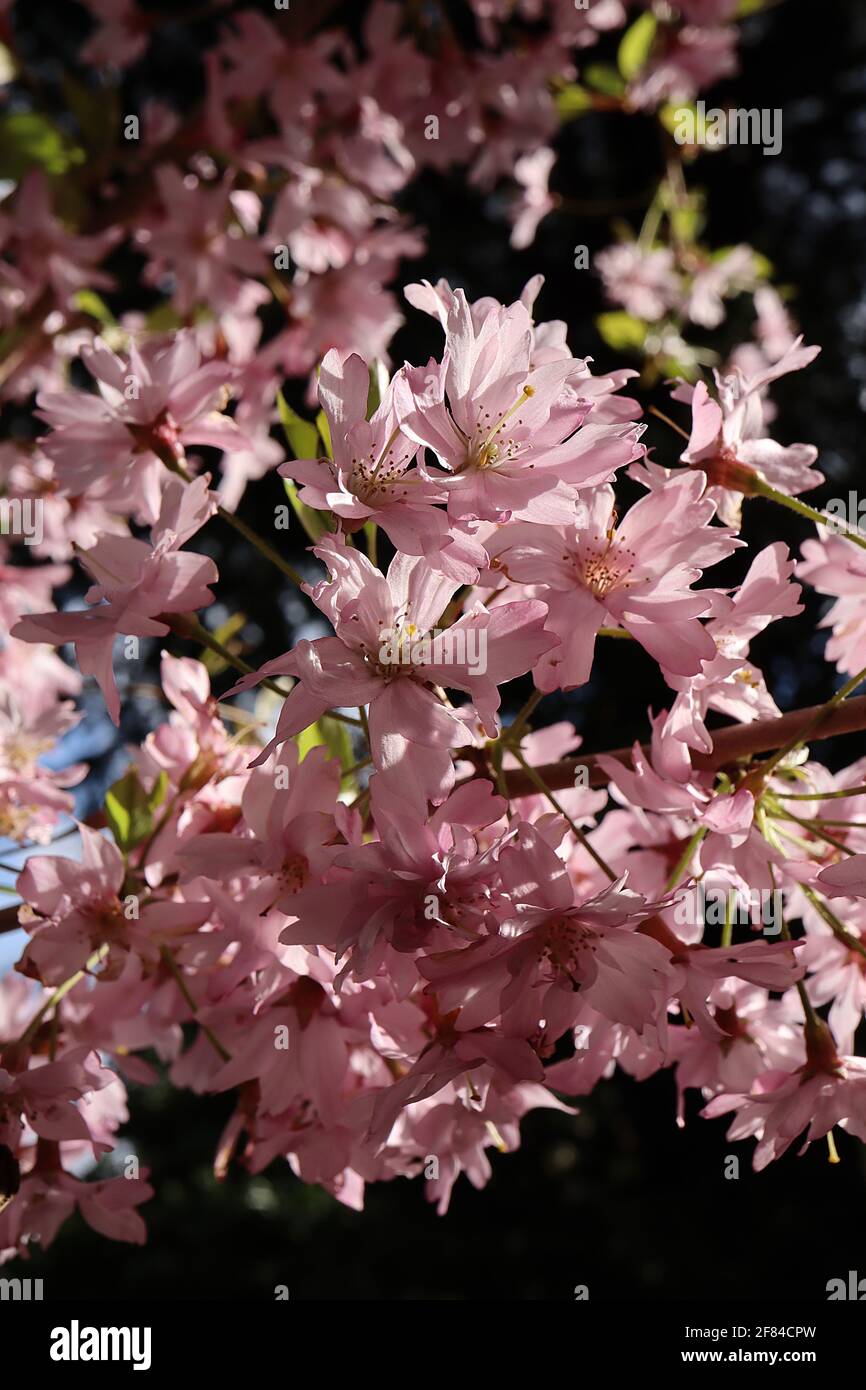 Prunus x subhirtella ‘autumnalis Rosea’ ciliegia a fiore invernale – fiori rosa a guscio semi-doppio e foglie verdi fresche, aprile, Inghilterra, Regno Unito Foto Stock