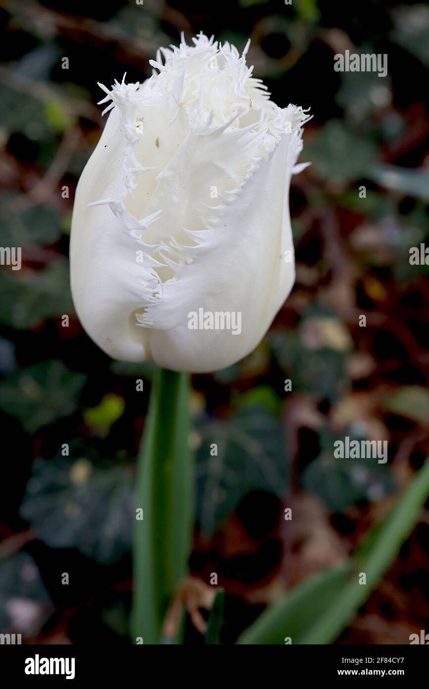 Tulipa ‘Swan Wings’ frangiato 7 Swan Wings tulipano - fiori bianchi, colore crema debole, frange bianche, aprile, Inghilterra, REGNO UNITO Foto Stock