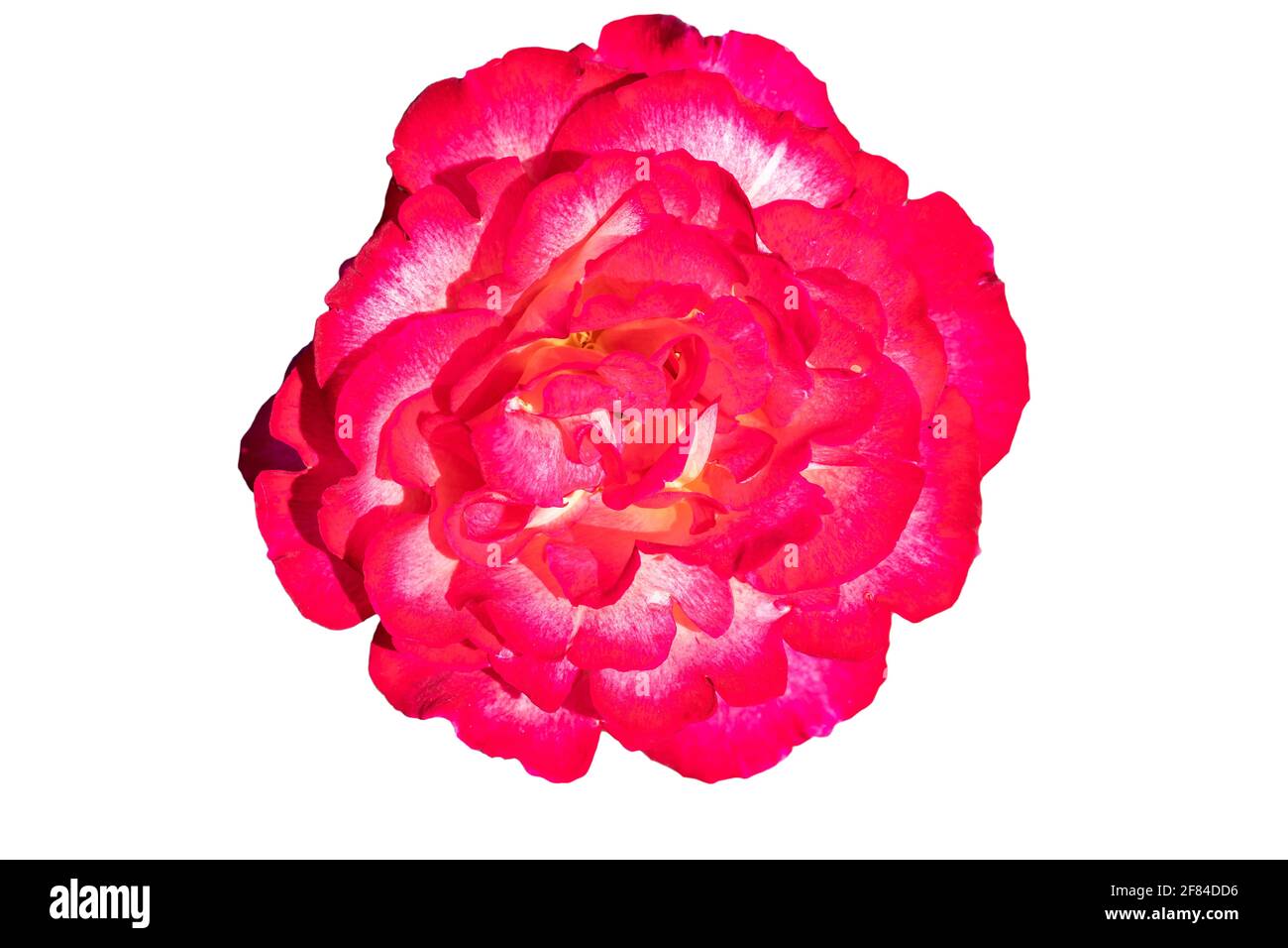 Red Rosa chinensis, conosciuta comunemente come la Cina o rosa cinese, in alternativa conosciuta come rosa del Bengala o Crimson del Bengala o bellezza del Bengala è un membro di Foto Stock