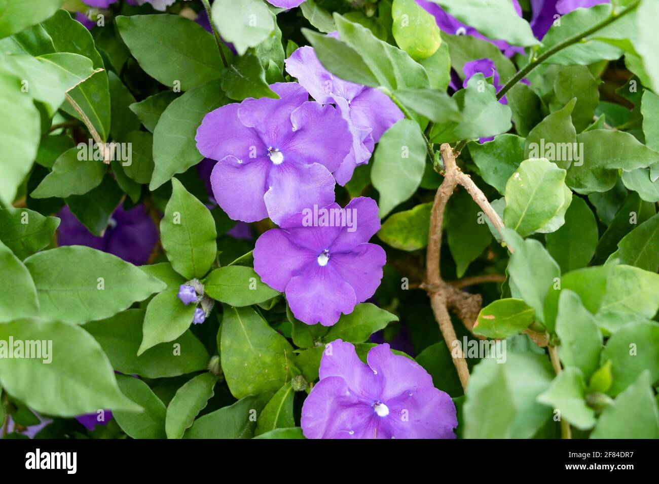 La brunfelsia pauciflora o calycina, gelsomino del Paraguay, è una specie fanerogamica originaria della foresta Paraguayana, conosciuta come il Fiore Nazionale del Para Foto Stock