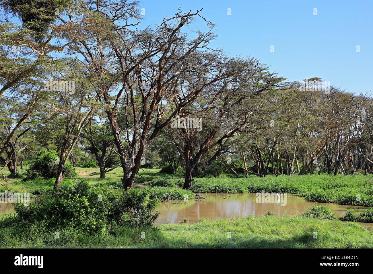 Fever Tree (Vachellia xanthophloea), feverfew acacia, acqua, Solio Ranch Wildlife Sanctuary, Kenya Foto Stock