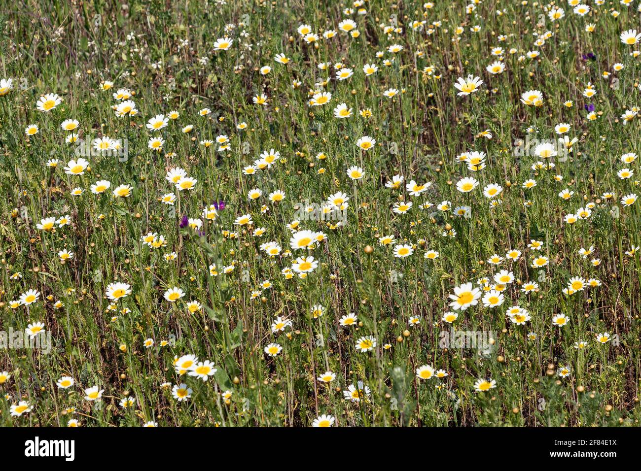 Il coronarium di crisantemo, il coronaria di Glebionis, il daisy dell'occhio del bue o il fiore morto fra molti altri nomi, è un'erba annuale della famiglia di Asteraceae e di t Foto Stock