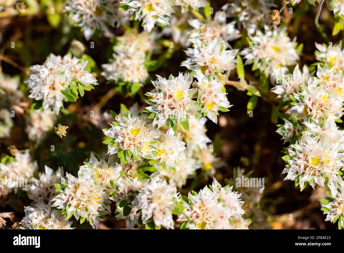 La paronichia argentea, comunemente chiamata sanguinosa o nevadilla, è una pianta erbacea della famiglia dei cariofillus, che cresce in aree sabbiose, strade, abbandonate Foto Stock
