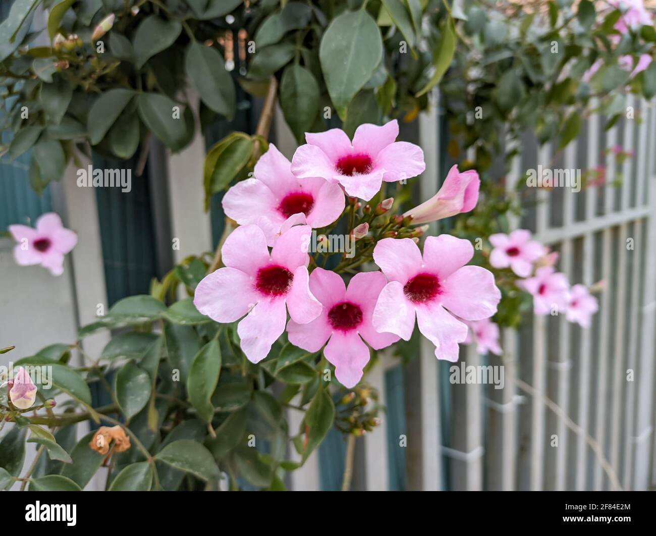 Bougainvillea spectabilis Willd o Bougainvillea glabra Choisy. Conosciuta anche come grande bougainvillea, Bougainvillea glabra, il minore bougainvillea o p Foto Stock