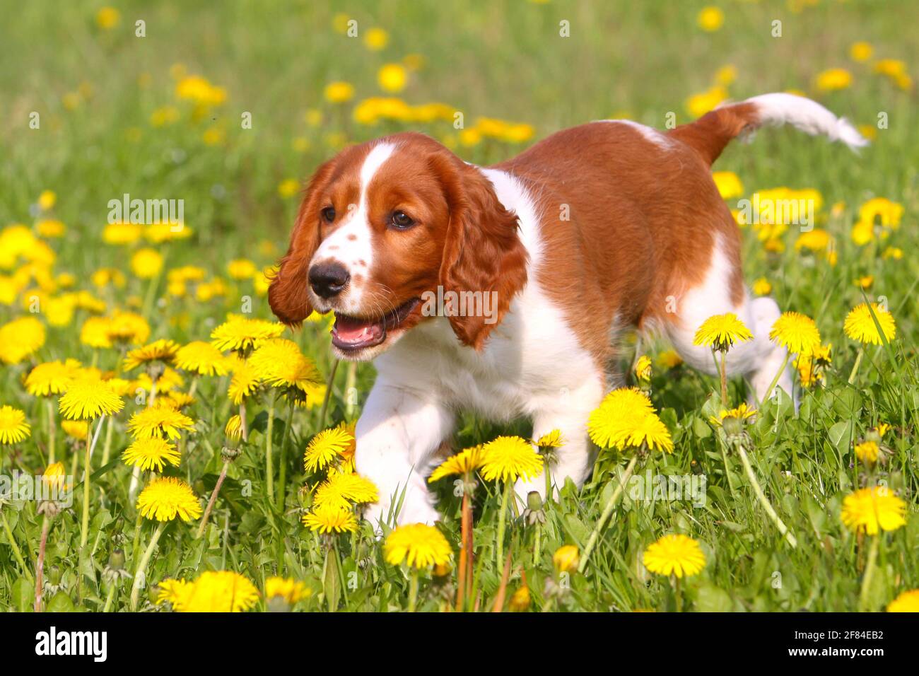 Gallese Springer Spaniel, cucciolo, 12 settimane Foto Stock