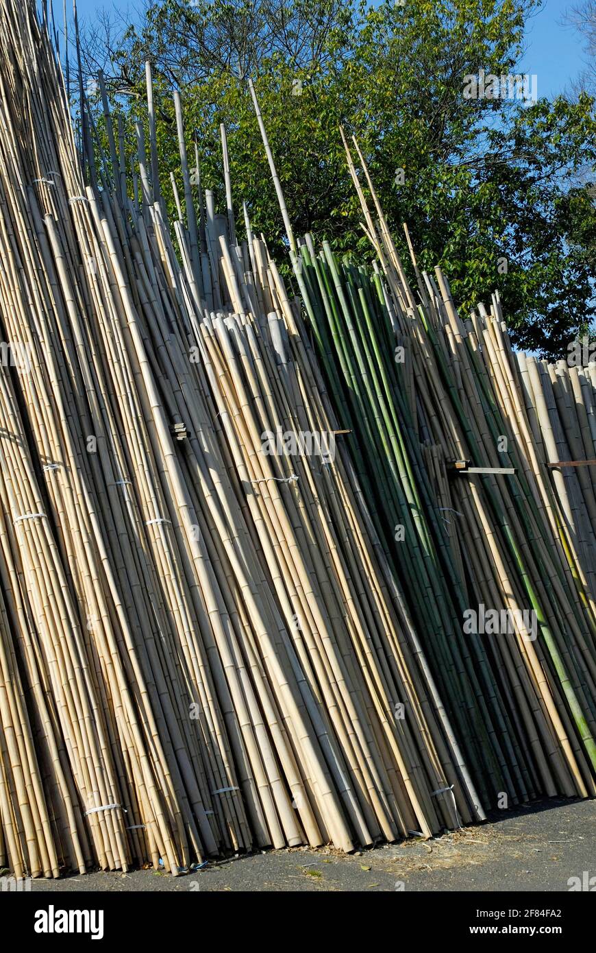 Bastoni di bambù, lavorazione, prodotti, bastoni, allestiti per asciugare, Kyoto, Giappone Foto Stock
