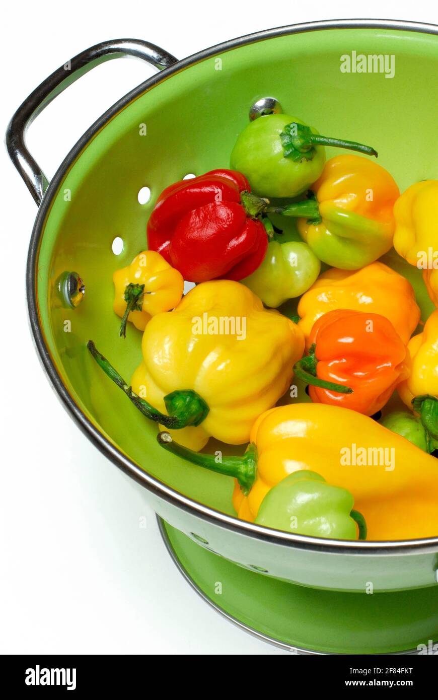 Habanero Chocolate (Capsicum chinense) , copia di carbonio, peperoncino, fiore di peperoncino, paprika, caldo, setaccio Foto Stock