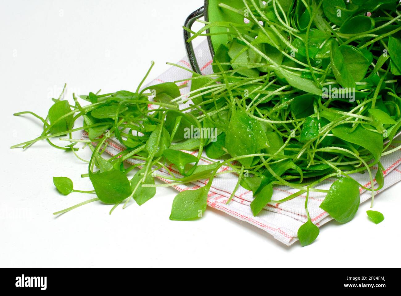 Portulaca oleracea (Portulaca oleracea) in copia di carbonio, estate, spezie, verdure, posta, rush, setaccio Foto Stock